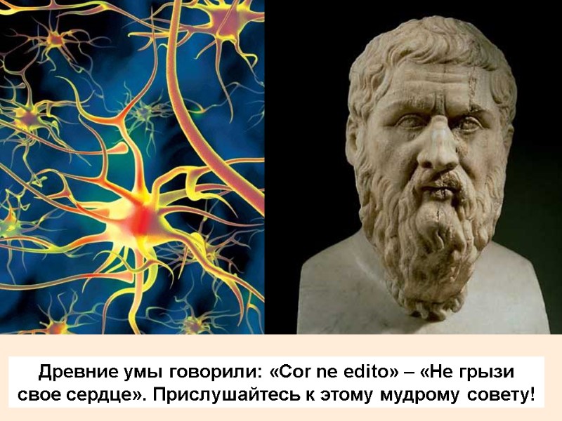 Древние умы говорили: «Cor ne edito» – «Не грызи свое сердце». Прислушайтесь к этому